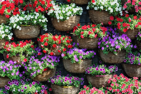 Farklı renklerde petunyaların çiçeklerin doğal arka plan.