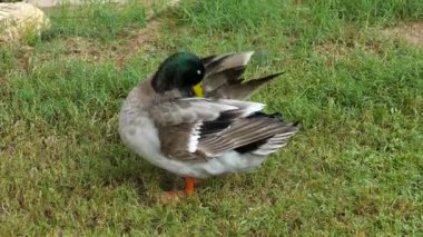 Yeşilbaş ördekler miras halk Köyü Abu Dabi, Birleşik Arap Emirlikleri.
