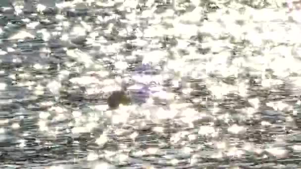 水表面の背景 海の水の輝く太陽の反射 — ストック動画