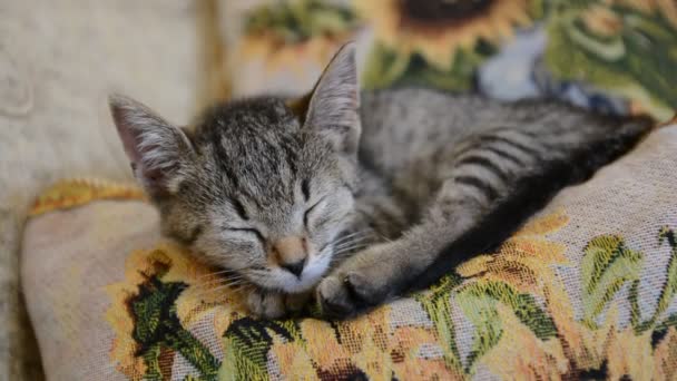 Ładny Kotek Śpi Kanapie — Wideo stockowe