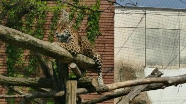 Jaguar Panthera onca, Hayvanat Bahçesi görünümünü yakın çekim. Vahşi hayvan.