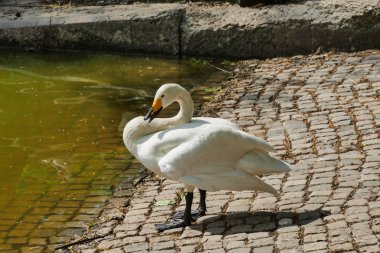 Whooper kuğusu, Cygnus cygnus, gölün kıyısındaki tek bir kuş.