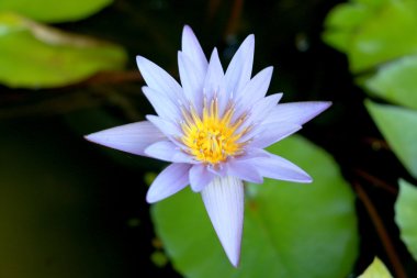 Bu güzel sulu nilüfer çiçeği veya mor nilüfer çiçeği derin mavi su yüzeyinin drak renkleriyle iltifat edilir. Doymuş renkler ve canlı detaylar bunu neredeyse gerçeküstü bir görüntü yapar.