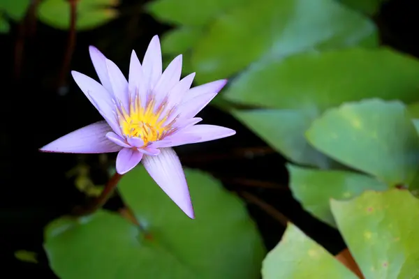 この美しい睡蓮や紫色の蓮の花は、深い青色の水面のドラックカラーで賞賛されています。彩度の高い色と鮮やかなディテールは、これをほぼシュールなイメージにします。 — ストック写真