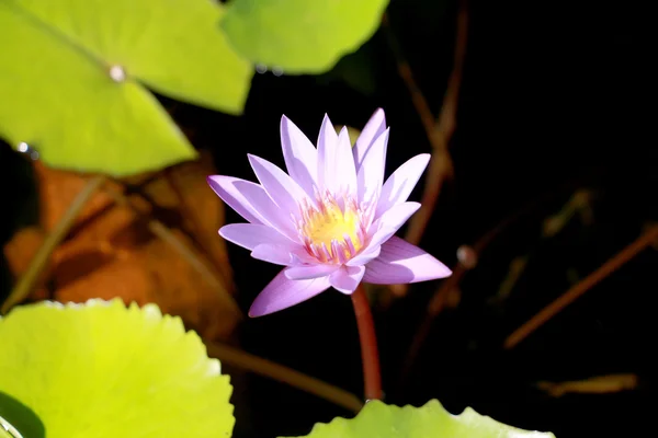 Esta hermosa flor de loto acuático o púrpura se complementa con los colores oscuros de la superficie de agua azul profundo. Los colores saturados y el detalle vibrante hacen de esta una imagen casi surrealista — Foto de Stock