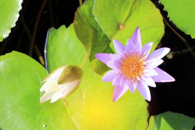 Lotus çiçeği su birikintisi arka planda