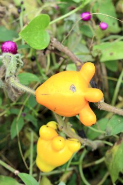 Solanum mammosum tesisi