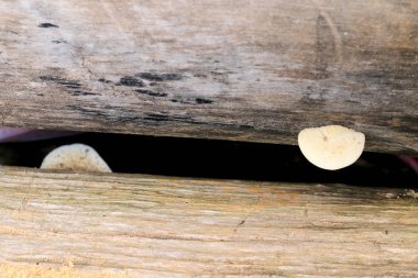 Mantar mantar kahverengi ve beyaz parça ormandaki bir çürüme kereste