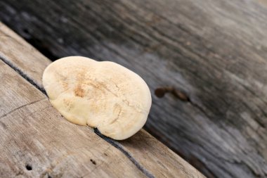 Mantar mantar kahverengi ve beyaz parça ormandaki bir çürüme kereste