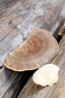 Mantar mantar kahverengi ve beyaz parça ormandaki bir çürüme kereste