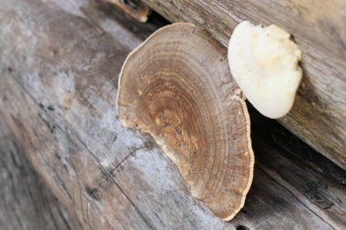 Mantar mantar kahverengi ve beyaz parça ormandaki bir çürüme kereste