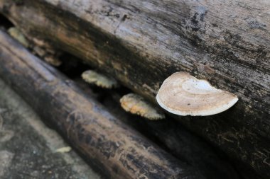 Mantar mantar kahverengi ve beyaz parça ormandaki bir çürüme kereste