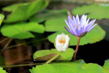 Lotus çiçeği su birikintisi arka planda