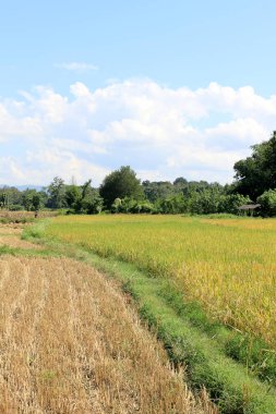Güzel ve dramatik pirinç sırasında hasat kırsal yol Ngao, Lamapang, Northern Thailand, hasat, uzak dağlar ve mavi gökyüzü bulutlu, Güneydoğu Asya için hazır ile eğe.