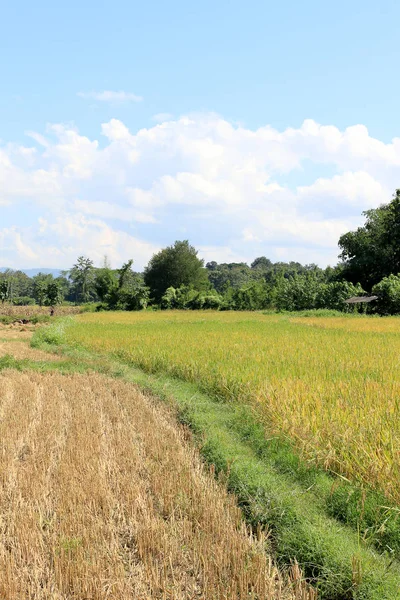 Güzel ve dramatik pirinç sırasında hasat kırsal yol Ngao, Lamapang, Northern Thailand, hasat, uzak dağlar ve mavi gökyüzü bulutlu, Güneydoğu Asya için hazır ile eğe.