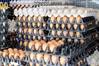 Yumurta tavuk çiftliği Satılık korunmuş paket