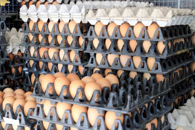 Yumurta tavuk çiftliği Satılık korunmuş paket