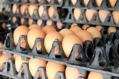 Yumurta tavuk çiftliği Satılık korunmuş paket