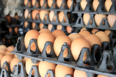 Yumurta tavuk çiftliği Satılık korunmuş paket