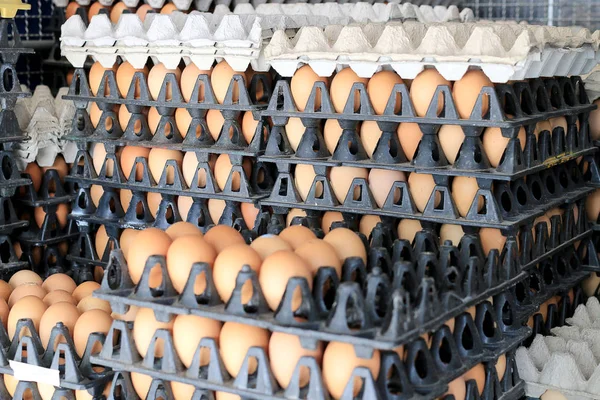 Yumurta tavuk çiftliği Satılık korunmuş paket