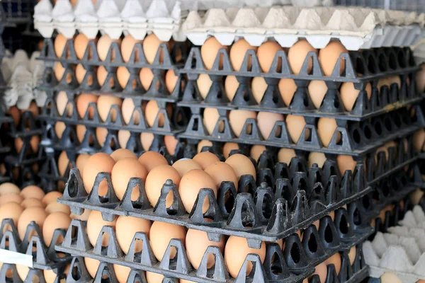 Yumurta tavuk çiftliği Satılık korunmuş paket