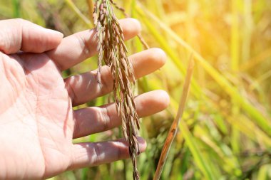 Eski şefkatle paddy alan genç bir pirinç günbatımı zamanında dokunmadan el