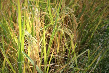 pirinç alan vintage sesi