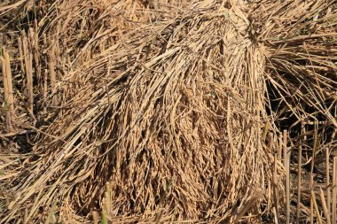 Saman gün zaman atış ile alan