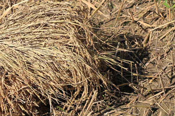 Feld Mit Heu Tagsüber Erschossen — Stockfoto