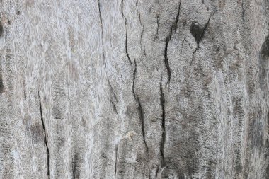 Ağaç kabuğunun doğal arkaplan olarak kullanımı