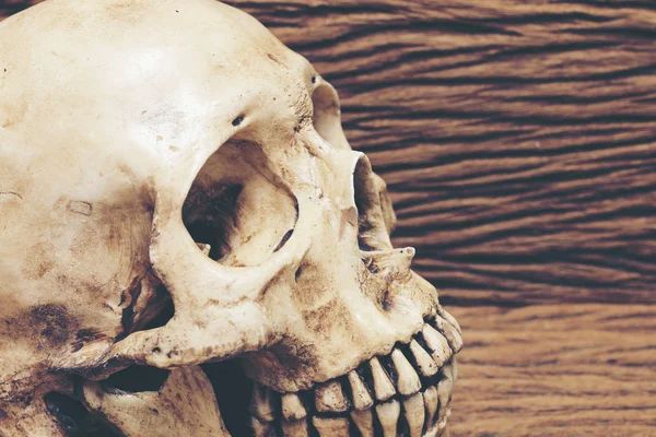 Still life photography with old human skulls in dark vintage tone on Wooden background