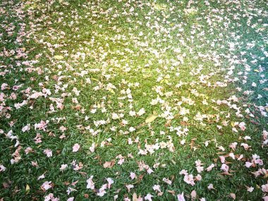 Yeşil çimlerin üzerinde kuru yapraklar olan bir tarla