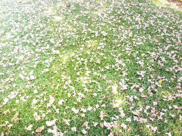 Поле Сухими Листьями Зеленой Траве — стоковое фото