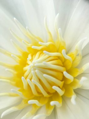 Güzel beyaz lotus veya nilüfer gölet.