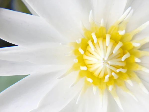 Güzel beyaz lotus veya nilüfer gölet. — Stok fotoğraf