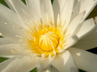 Makro polen Lotus (Nymphaea Nouchali, su lilly) derin mavi su yüzeyi zengin renklerle. Güzel çiçek inthailand.