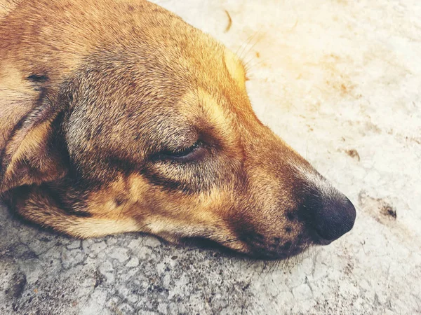 Köpek Uyku Evsiz Tay Köpek Kırsal Üzerinde Sokak Yol Vintage — Stok fotoğraf