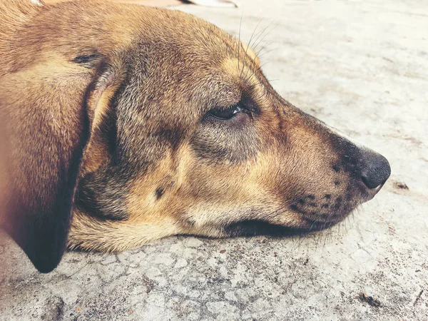 Köpek Uyku Evsiz Tay Köpek Kırsal Üzerinde Sokak Yol Vintage — Stok fotoğraf