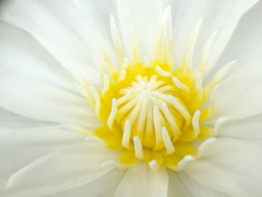 Güzel beyaz lotus veya nilüfer gölet.