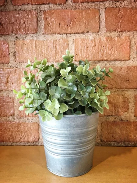Schöne Grüne Pflanze Metalltopf — Stockfoto