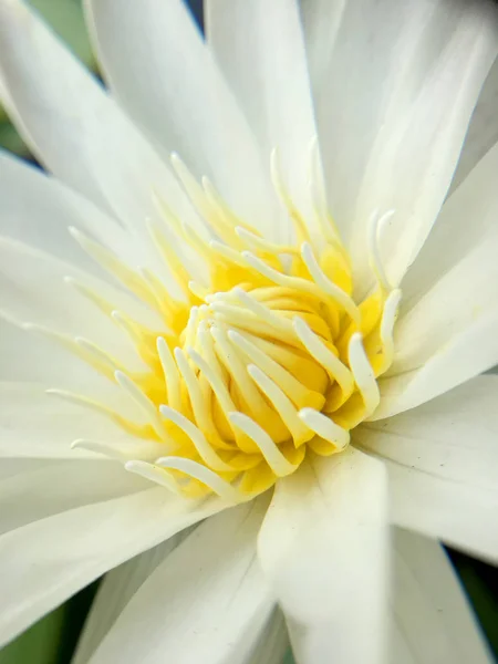 Güzel Beyaz Lotus Veya Nilüfer Gölet — Stok fotoğraf