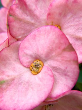 Güzel dikenler veya Mesih diken çiçekler (Euphorbia milli) pembe taç bahçede kapandı.