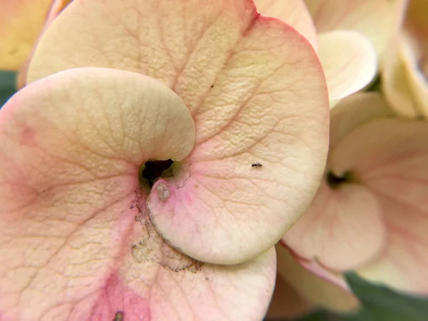 美丽关闭的刺粉红色冠或基督刺花 欧卢霍比亚米莉 在花园里 — 图库照片