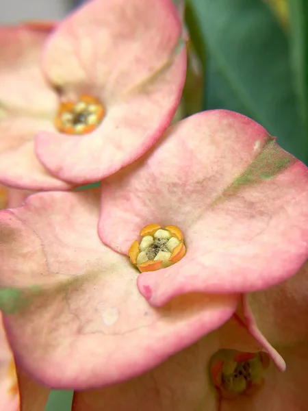 Beautiful closed up of pink Crown of thorns or Christ thorn flowers (Euphorbia milli) in the garden.