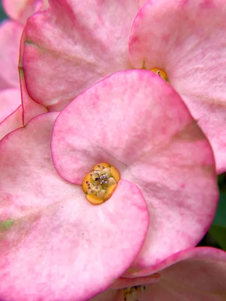 美丽关闭的刺粉红色冠或基督刺花 欧卢霍比亚米莉 在花园里 — 图库照片