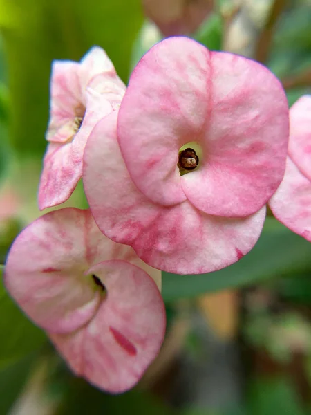 Hermoso Cerrado Rosa Corona Espinas Cristo Espinas Flores Euphorbia Milli —  Fotos de Stock