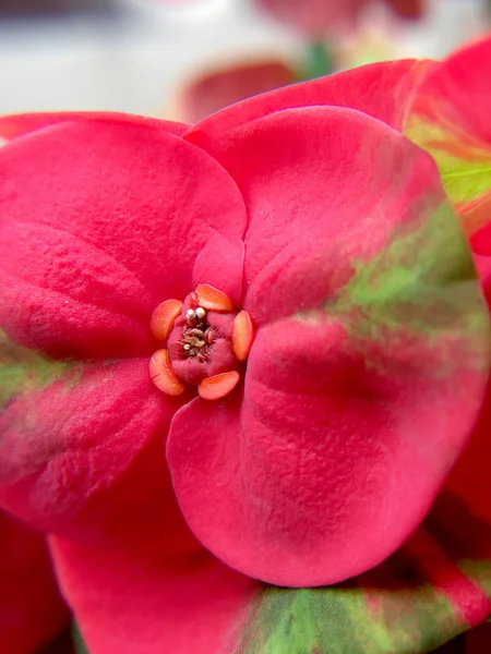 Beautiful Zamknięte Różowy Korony Cierniowej Lub Kwiaty Cierń Chrystusa Euphorbia — Zdjęcie stockowe