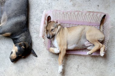 eski pembe sepeti anne köpek ile çimento katta uyuyan küçük köpek yavrusu.