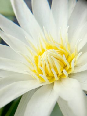 Güzel beyaz lotus veya nilüfer gölet.