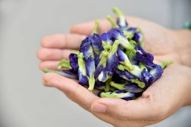 Bezelye çiçekler, Clitoria ternatea, mavi kelebek. Asya pigeonwings (Clitoria ternatea) kelebek bezelye suyu için hazırlamak.